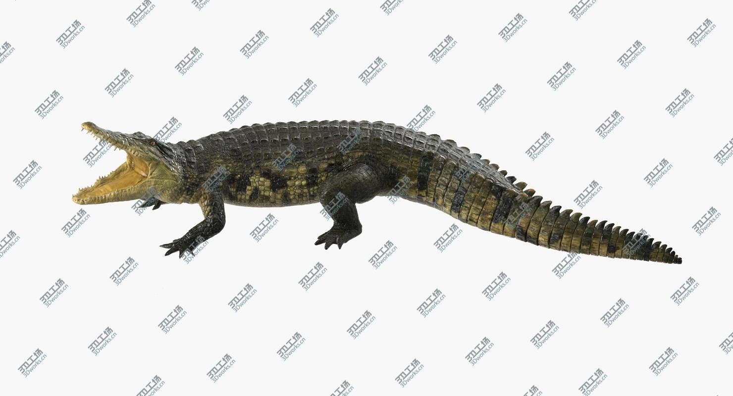 images/goods_img/202104094/Crocodile Attacks Pose 3D Model/3.jpg